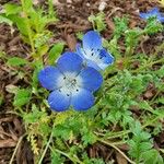 Nemophila menziesii Kukka