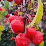 Crataegus laciniata Frucht