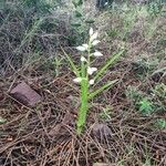 Cephalanthera longifoliaFlor