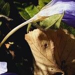 Crocus speciosus Blüte