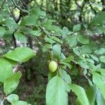 Prunus brigantina Ffrwyth