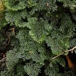 Hymenophyllum barbatum Leaf