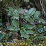 Paeonia corsica Habit