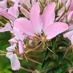 Cleome houtteanaBlomma