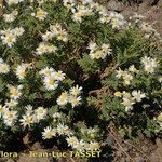 Argyranthemum adauctum Habit