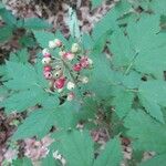 Actaea rubra फल