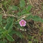 Monsonia senegalensis Fiore