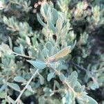 Atriplex semibaccata Blatt