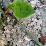 Drimiopsis maculata Leaf