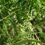 Acacia auriculiformis Lorea