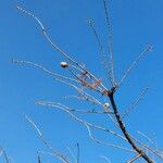 Taxodium distichum Bark