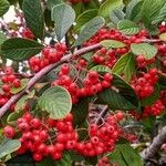 Cotoneaster coriaceus 果