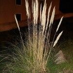 Cortaderia selloana Habit