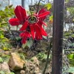 Passiflora princeps Flor