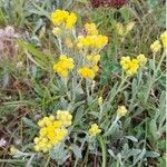 Helichrysum arenarium Кветка