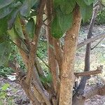 Citrus × aurantiifolia Bark