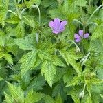 Geranium endressii Ліст