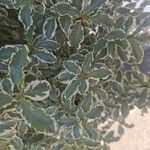 Pittosporum tenuifolium Habit