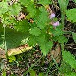 Teucrium lucidum Leaf