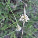Cyperus niveus Λουλούδι