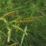 Carex sylvatica Blatt