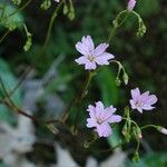 Lewisia congdonii Hábito