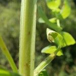 Hypericum tetrapterum Bark