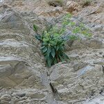 Bupleurum angulosum Corteza