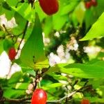 Cornus officinalis Fruto