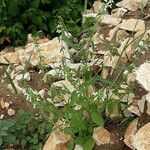 Stachys annua Habit