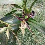 Brassia arachnoideaŽiedas