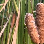 Typha orientalis 果實