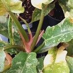 Philodendron bipennifolium Casca