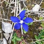 Gentiana brachyphylla फूल