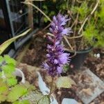 Agastache foeniculumЦветок