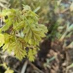 Quercus kelloggii Leaf
