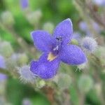 Cornutia pyramidata Flower