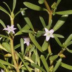 Sesuvium portulacastrum പുഷ്പം