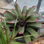 Neoregelia spectabilis Leaf