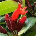 Aeschynanthus radicans Maua