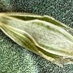 Glyceria declinata Lorea