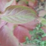 Cornus sericea Leaf