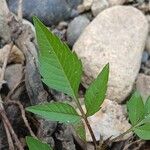 Bidens frondosa 葉