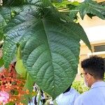 Clerodendrum paniculatum Folla