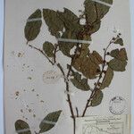 Terminalia anogeissiana Sonstige