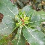 Sideroxylon mirmulans Leaf