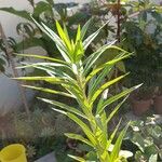 Gomphocarpus physocarpus葉