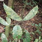 Julbernardia pellegriniana Hoja
