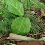 Mucuna urens Folha