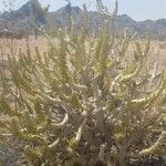 Euphorbia paganorum